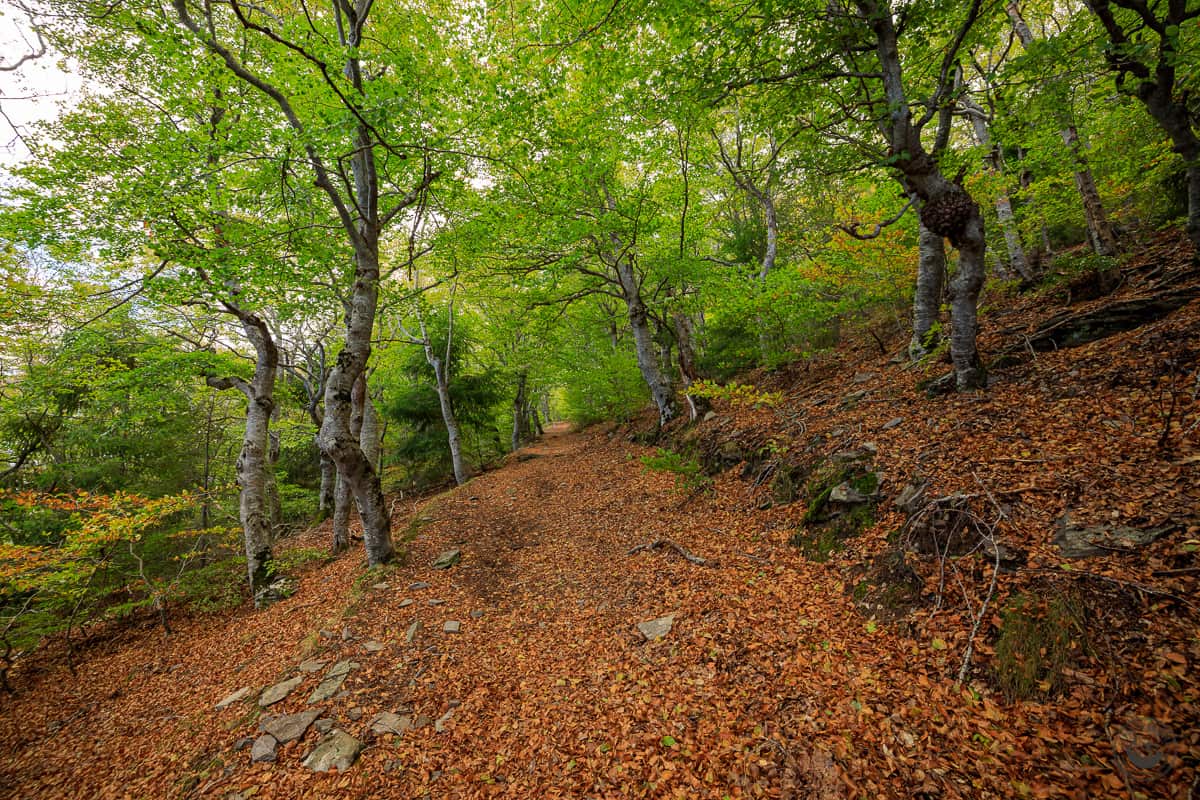 hayedo subida moncayo
