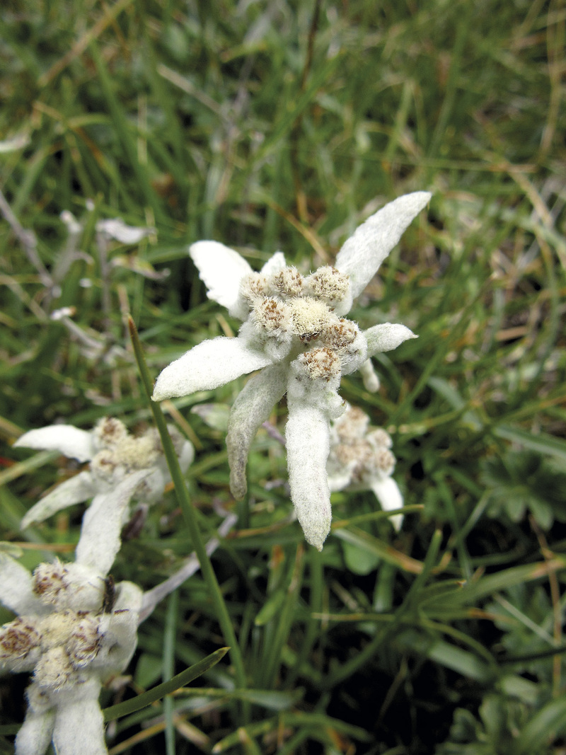 Flor de Edelweiss