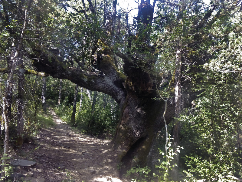 Roble monumental junto al camino